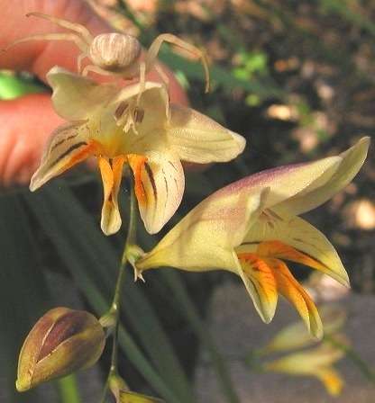 20 Freesia refracta Seeds - Sow Autumn - Indigenous Bulbs Seeds