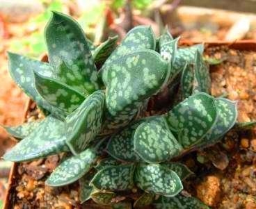 10 Gasteria bicolor var. liliputana Seeds - Indigenous Succulents