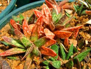 Gasteria bicolor var. liliputana Seeds - Indigenous Succulents