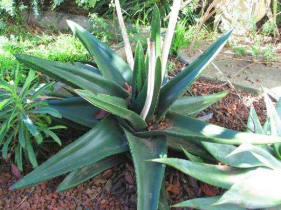 10 Gasteria excelsa Seeds - Cow's Tongue - Indigenous Succulents