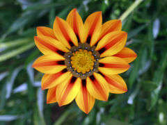 Gazania heterochaeta Seeds - Indigenous