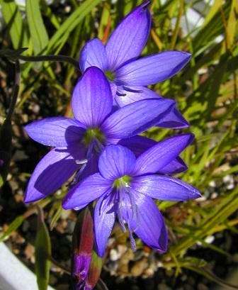 Geissorhiza heterostyla Seeds - Sow Autumn - Indigenous Bulbs Seeds