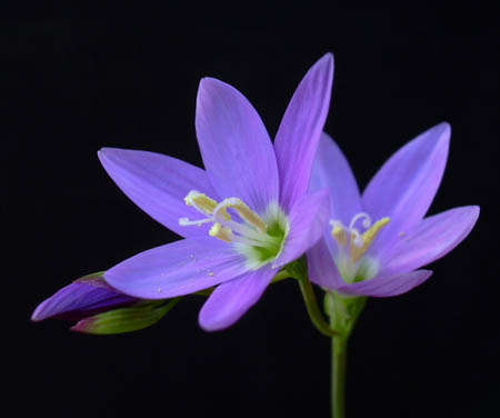 Geissorhiza inaequalis Seeds - Sow Autumn - Indigenous Bulbs