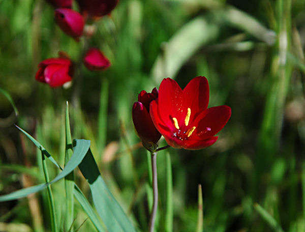 Geissorhiza inflexa Seeds - Sow Autumn - Indigenous Bulbs Seeds