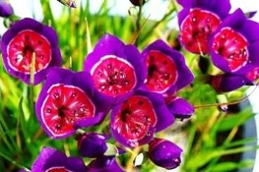 20 Geissorhiza radians Seeds - Sow Autumn
