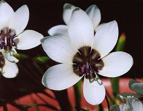 10 Geissorhiza tulbaghensis Seeds - Sow Autumn - Indigenous Bulbs Seeds