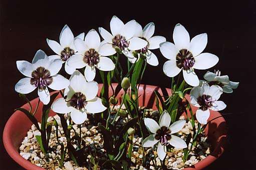 Geissorhiza tulbaghensis Seeds - Sow Autumn - Indigenous Bulbs Seeds