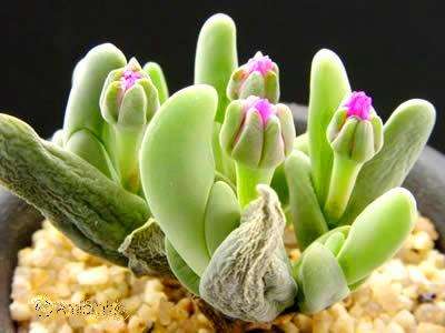 Gibbaeum shandii Seeds - Indigenous Succulents