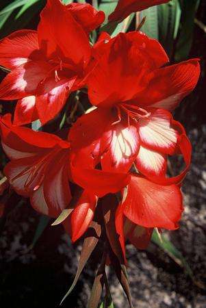 10 Gladiolus cardinalis Seeds - Indigenous Bulbs Seeds