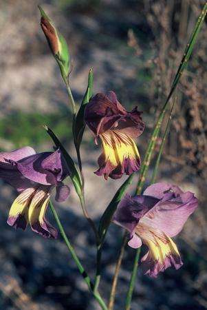 Gladiolus carinatus Seeds - Sow Autumn