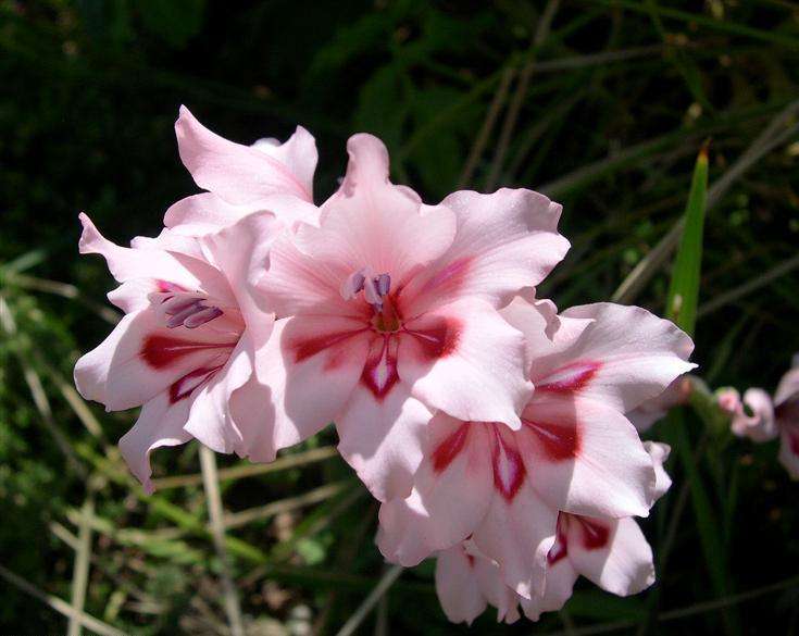 Gladiolus carneus Seeds - Sow Autumn - Indigenous Bulbs Seeds