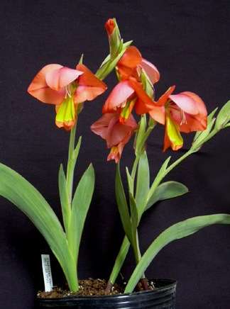 10 Gladiolus equitans Seeds - Sow Autumn