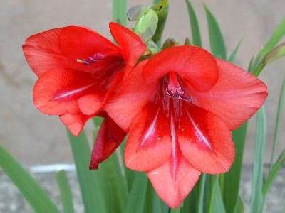 Gladiolus flanaganii Suicide Lily Seeds - Sow Autumn