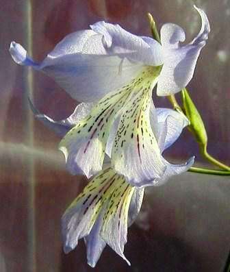 Gladiolus gracilis Seeds - Sow Autumn