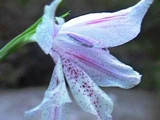 20 Gladiolus gracilis Seeds - Sow Autumn - Indigenous Bulbs Seeds