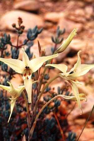 Gladiolus leptosiphon Seeds (RARE) - Sow Autumn - Indigenous Bulbs Seeds