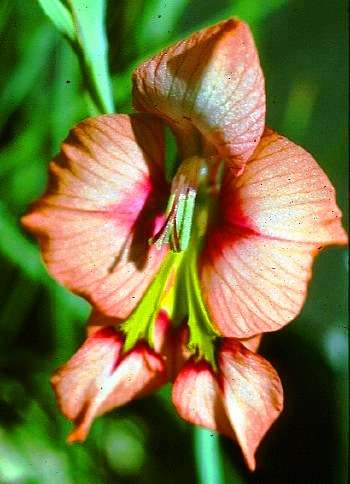 20 Gladiolus meliusculus Seeds - Sow Autumn - Indigenous Bulbs Seeds