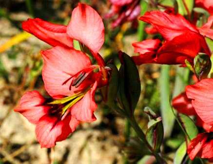 Gladiolus meliusculus Seeds - Sow Autumn - Bulb Seeds