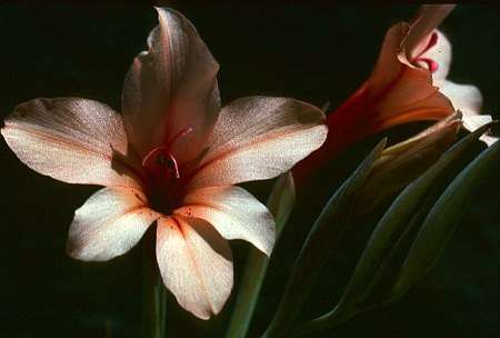 10 Gladiolus miniatus Seeds - Sow Autumn - Indigenous Bulbs Seeds