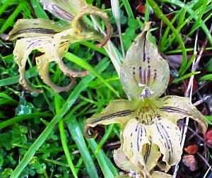 Gladiolus recurvus Seeds - Sow Autumn - Bulbs Seeds