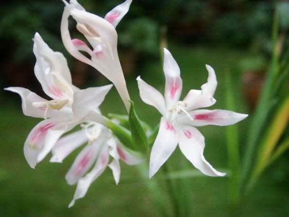 Gladiolus undulatus Seeds (Sow autumn or winter) Bulbous plant
