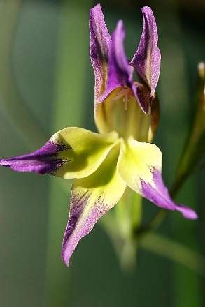 Gladiolus venustus Seeds - Sow Autumn
