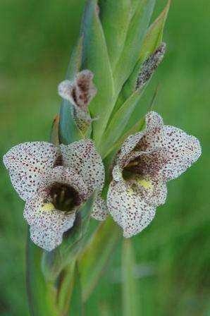Gladiolus vinosomaculatus Seeds - Sow Autumn or Spring - Indigenous Bulbs Seeds