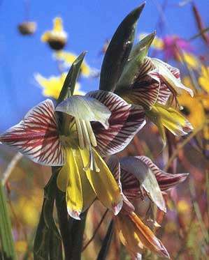 Gladiolus watermeyeri Seeds - Sow Autumn - Indigenous Bulbs Seeds
