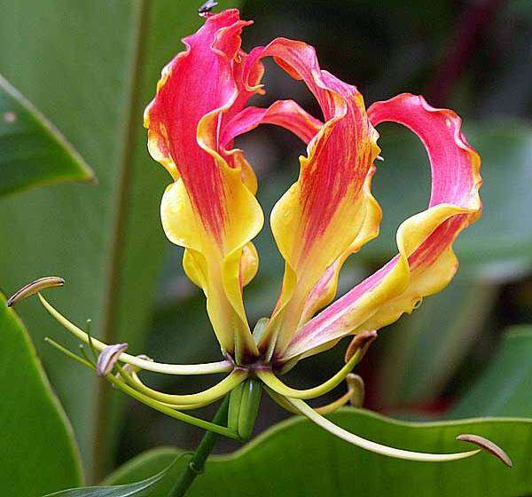 Gloriosa superba Seeds - Flame Lily Creeper
