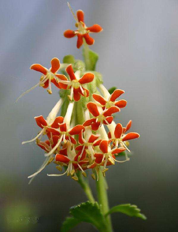 Glumicalyx flanaganii Seeds - Indigenous South African Native Perennial - sementes semillas grains