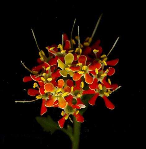 10 Glumicalyx flanaganii Seeds - Indigenous South African Perennial Seeds