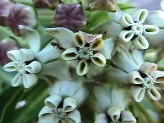 10 Gomphocarpus cancellatus Seeds - Indigenous Shrub