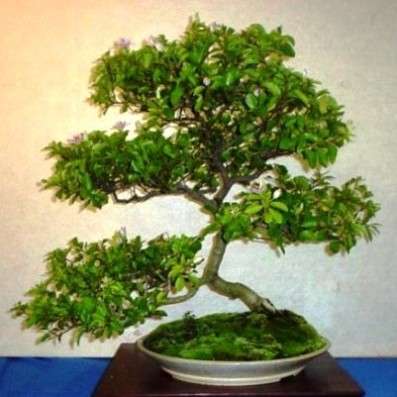 10 Grewia occidentalis Bonsai Tree Seeds - Indigenous - Cross-berry