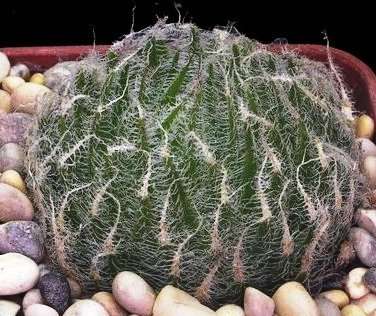 Haworthia arachnoidea Seeds - Indigenous Succulents