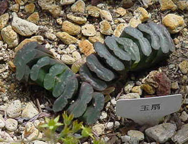Haworthia truncata Seeds - Rare Indigenous Succulents