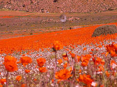 Heliophila carnosa Seeds - Blompeperbossie - Indigenous