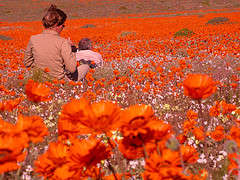 20 Heliophila carnosa Seeds - Blompeperbossie - Indigenous