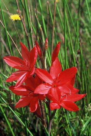 Hesperantha coccinea Seeds - Evening Flower - Indigenous Bulbs Seeds
