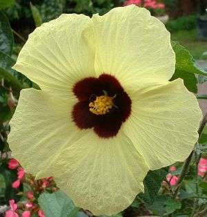 Hibiscus diversifolius Seeds - Indigenous Perennial