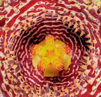 Huernia hystrix Seeds - Indigenous Succulents