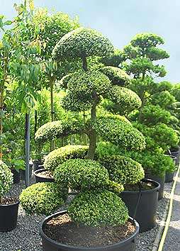 20 Ilex mitis Bonsai Tree Seeds - Indigenous