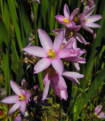 20 Ixia flexuosa Seeds - Sow Autumn - Indigenous Bulbs Seeds