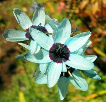 5 Ixia viridiflora var minor Seeds - Rare South African Indigenous Perennial Bulb - Global Shipping