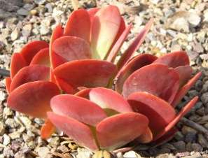 20 Kalanchoe luciae Seeds - Flap Jack Plant - Indigenous Succulents