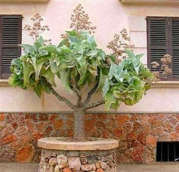 Kalanchoe beharensis Tree Seeds or Elephant's Ear Kalanchoe - Indigenous Succulents