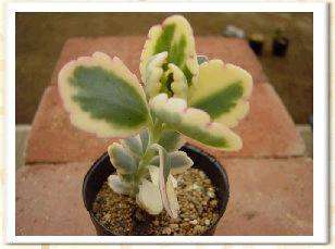 Kalanchoe crenata Seeds