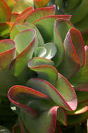 Kalanchoe luciae Seeds - Flap Jack Plant
