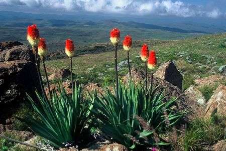 20 Kniphofia ritualis Seeds - Sow Spring - Indigenous