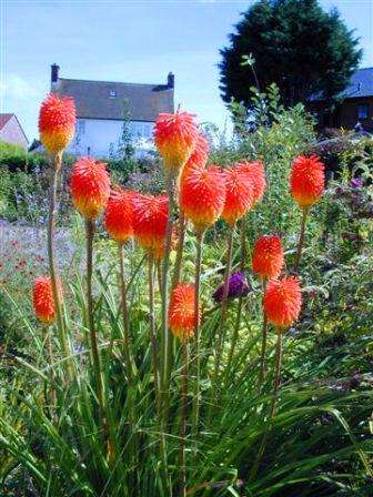 Kniphofia rooperi Seeds - Sow Spring - Indigenous Bulbs Seeds