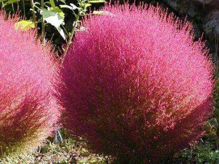 Burning Bush - Kochia scoparia Seeds - Annual